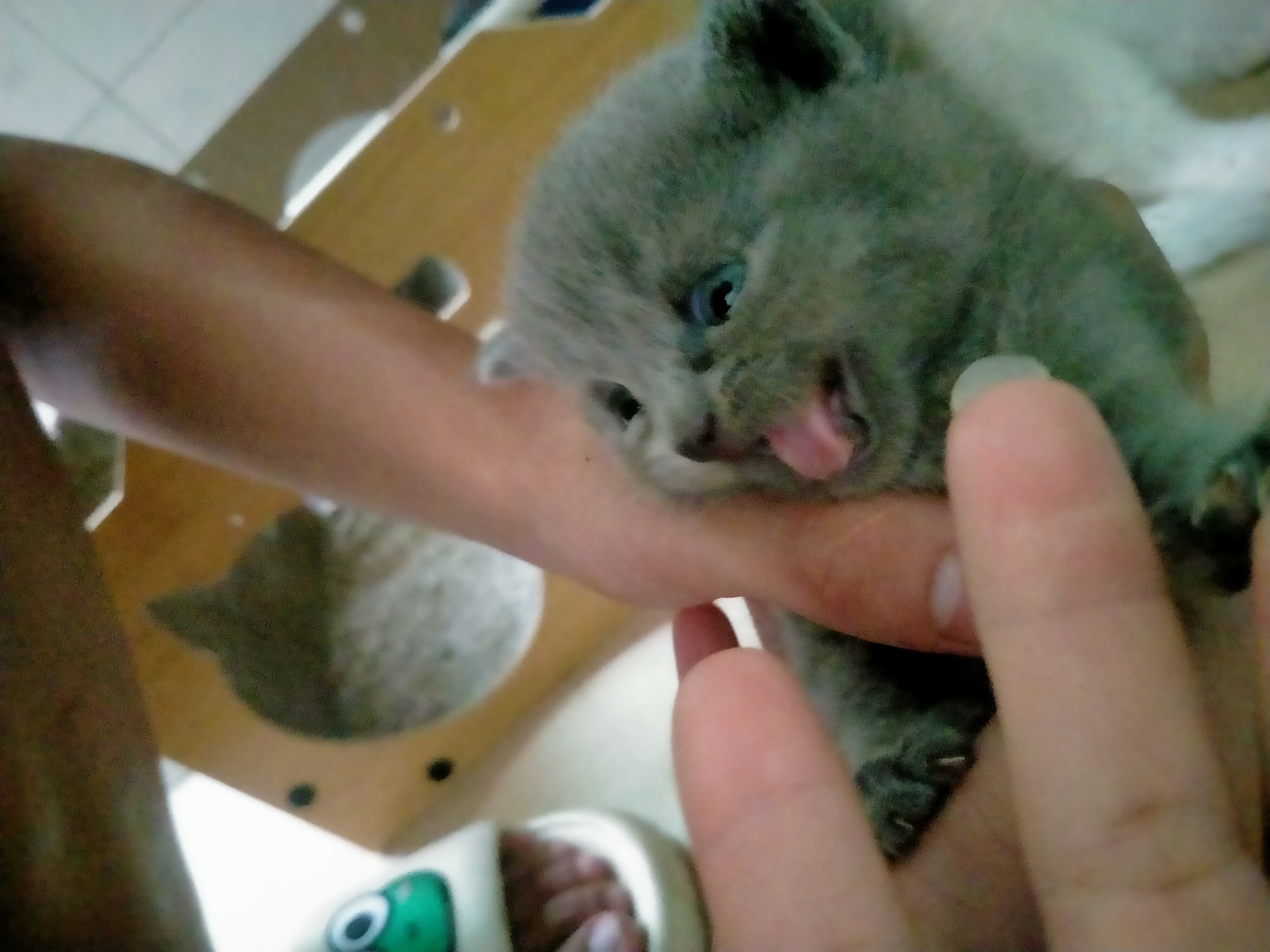 自家毛孩子生的。可爱乖巧听话，好养，纯种蓝猫，喜欢的私我，价格可以商量。